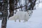 Portrait of an arctic fox-Vulpes lagopus-in the snow Polar Park-Bardu-Troms-Norway Art Print